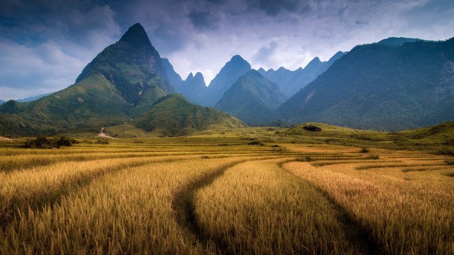 Обои картинки фото природа, горы, вьетнам, провинция, лаокай, гора, фаншипан, поле