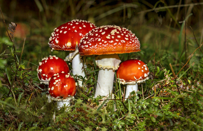Обои картинки фото природа, грибы,  мухомор, грибочки