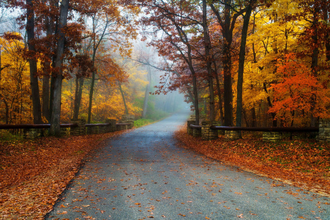 Обои картинки фото природа, дороги, лес, листва, шоссе, осень