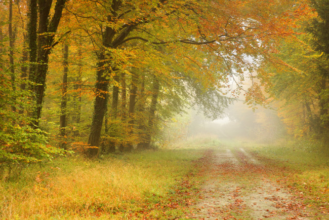 Обои картинки фото природа, дороги, тракт, свет, лес, осень