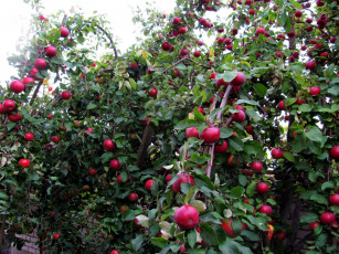 обоя природа, плоды, яблоки, урожай, яблоня
