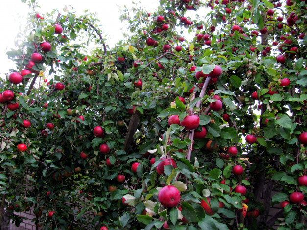 Обои картинки фото природа, плоды, яблоки, урожай, яблоня