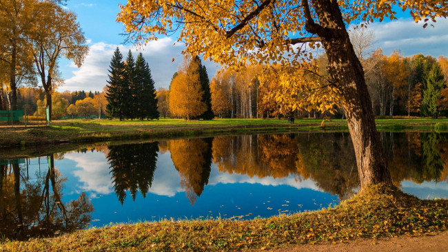 Обои картинки фото природа, парк, город, павловск, водоём, осень, деревья, павловский
