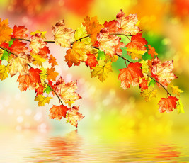 обоя природа, листья, осень, вода, клен