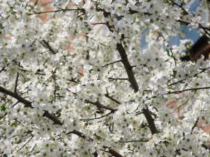 Картинка цветы цветущие+деревья+ +кустарники весна 2018