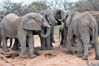 обоя животные, слоны, африка, группа