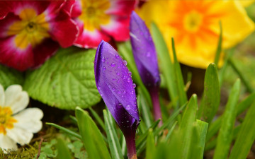Картинка цветы разные+вместе цветочки drops purple flowers капли бутоны фиолетовые крокус crocuses