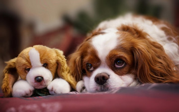 Картинка кавалер+кинг-чарльз+спаниель животные собаки игрушка кавалер кинг чарльз спаниель домашние