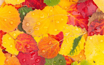 обоя природа, листья, капли, осень