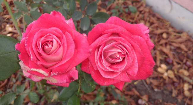 Обои картинки фото цветы, розы, розовые