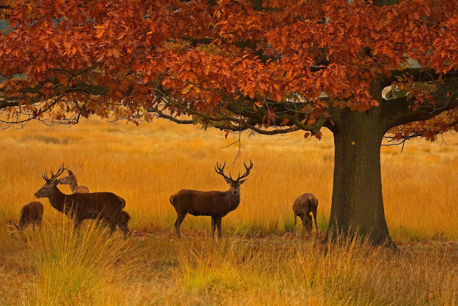 Обои картинки фото животные, олени, осень, дерево, трава