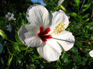 Картинка цветы гибискусы белый