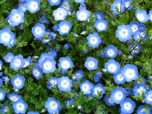 Картинка цветы немофилы вероники голубой