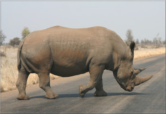 Картинка животные носороги савана носорог дорога