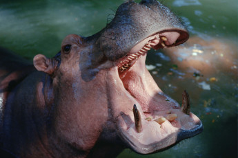 Картинка животные бегемоты бегемот пасть зубы