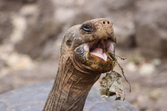 Картинка животные Черепахи черепаха шея голова