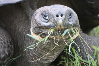 Картинка животные Черепахи гигантская черепаха обед трава