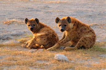 Картинка животные гиены гиеновые собаки отдых