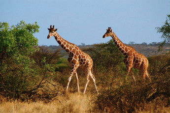 обоя животные, жирафы, пара