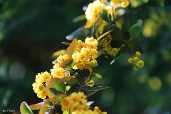 Картинка автор thean цветы цветущие деревья кустарники желтый