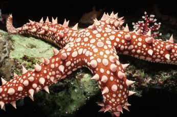 Картинка животные морские звёзды морская звезда шипы