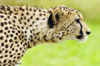Картинка животные гепарды охота профиль смотрит морда гепард