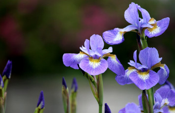 обоя цветы, ирисы, фиолетовый