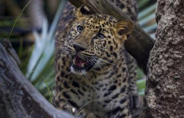 Картинка животные леопарды дерево леопард