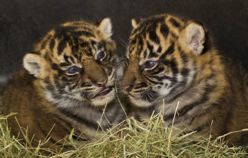 Картинка животные тигры котята тигрята пара суматранский