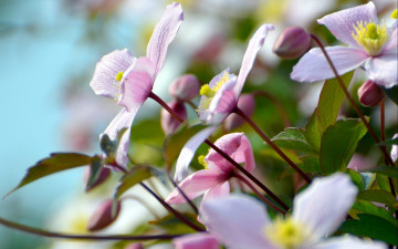 Картинка цветы клематис ломонос лепестки