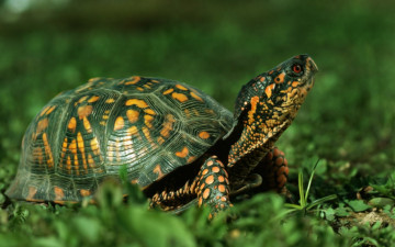 Картинка животные Черепахи панцирь