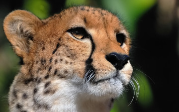 Картинка животные гепарды усы гепард морда