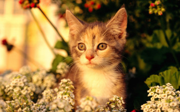 Картинка животные коты котёнок