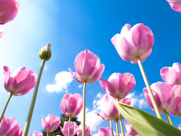 Обои картинки фото цветы, тюльпаны, бутоны, розовые