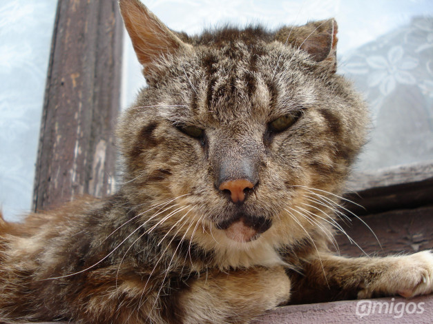 Обои картинки фото животные, коты, cat