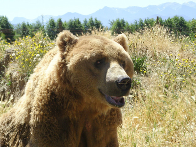 Обои картинки фото животные, медведи, bear