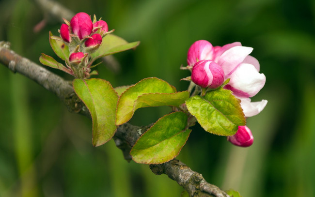 Обои картинки фото цветы, цветущие, деревья, кустарники, листья, макро, бутоны, яблоня