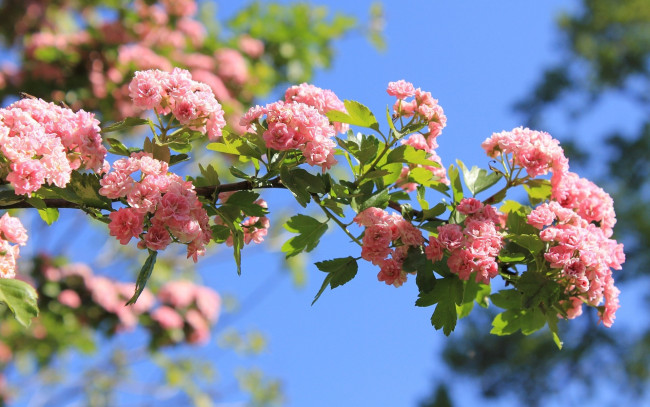 Обои картинки фото цветы, цветущие, деревья, кустарники, розовый