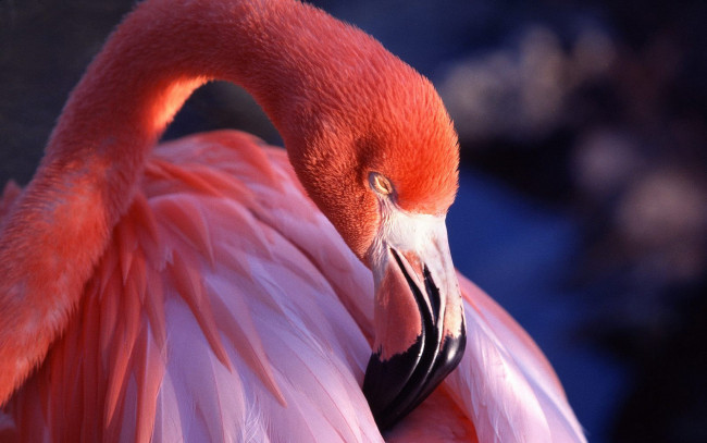 Обои картинки фото животные, фламинго, птица