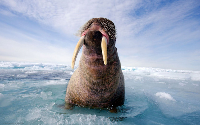 Обои картинки фото животные, моржи, морж, лед, море, бивни