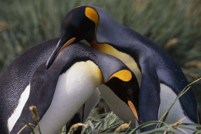 Обои картинки фото животные, пингвины, парочка, дружба