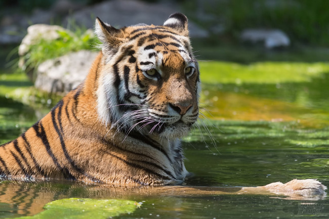 Обои картинки фото животные, тигры, тигр, морда, купание, пруд, отдых
