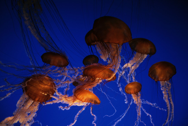Обои картинки фото животные, медузы, море, ядовитые