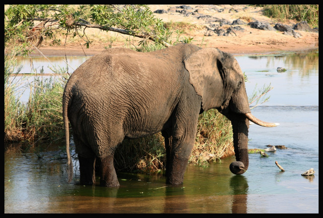 Обои картинки фото животные, слоны, слон, вода
