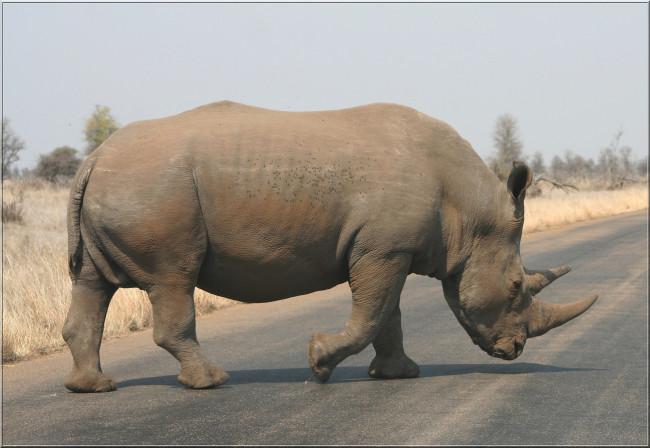 Обои картинки фото животные, носороги, савана, носорог, дорога