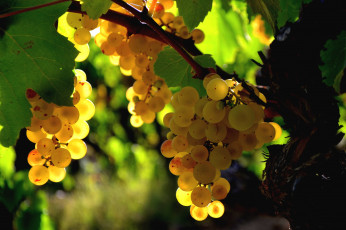 Картинка природа Ягоды виноград гроздья лоза свет