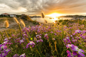 Картинка природа восходы закаты побережье бухта цветы закат