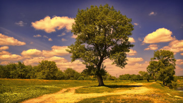 Картинка природа деревья дерево облака