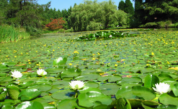 Картинка vandusen botanical garden vancouver канада природа парк пруд лилии