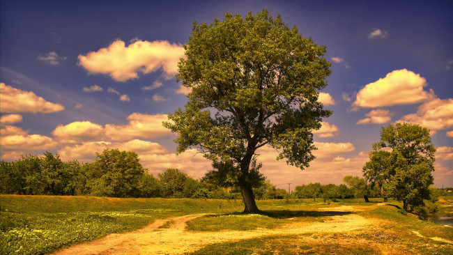 Обои картинки фото природа, деревья, дерево, облака